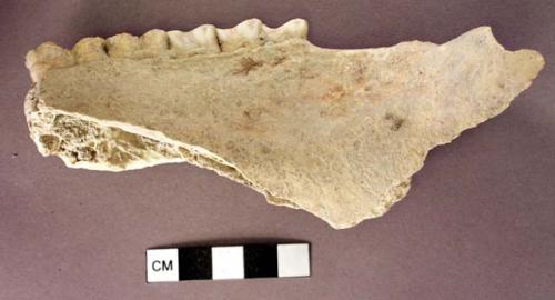 Organic, bone, jaw fragment with teeth, pig