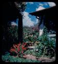 Morris family house and flower garden, close-up view