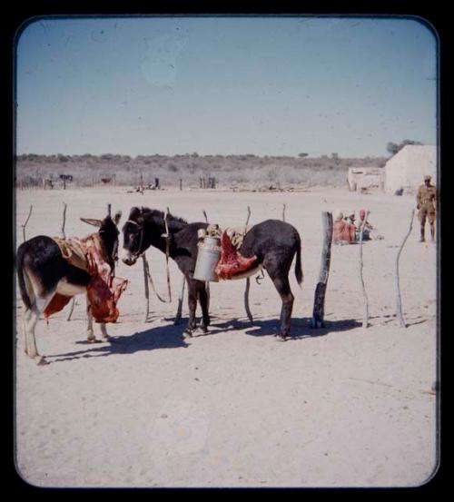 Donkeys hitched to a fence, people in the distance