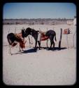 Donkeys hitched to a fence, people in the distance