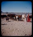 Two women and man standing in a herd of cattle