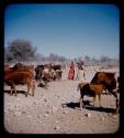 Two women and man standing in a herd of cattle