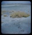 Animal tracks in sand