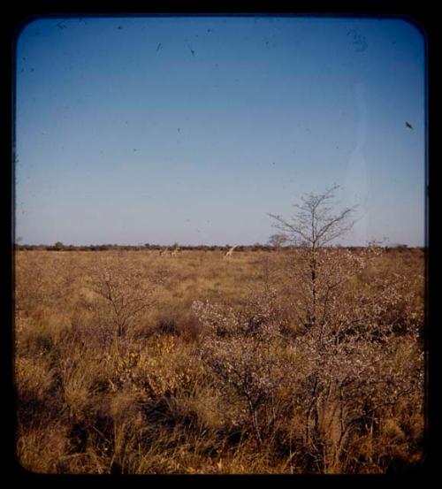 Animals: Giraffes, in the distance