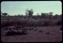 Dead cattle lying on the ground