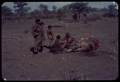 Man butchering dead cattle, with two women and two children watching him, partially destroyed hut covered with mud in the background