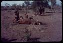 Man butchering dead cattle, with three women and a child watching him, another child walking away in the background