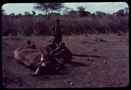 Man butchering dead cattle, with three women watching him