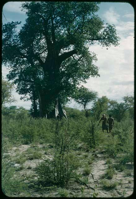 /Ti!kay and ≠Toma clearing a garden, with a baobab tree in leaf in the background