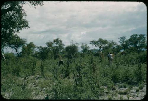 /Ti!kay, ≠Toma and Wilhelm Camm clearing a garden