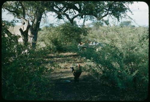 Chicken, with a table in the background