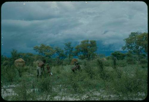 Men clearing a garden, with skerms in the background