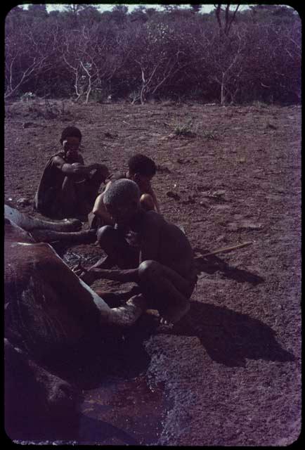 Man butchering dead cattle, with two women sitting near him