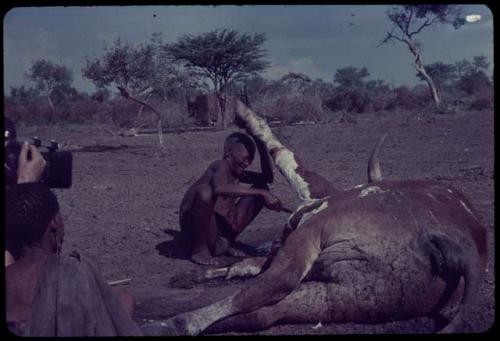 Man butchering dead cattle, with a person sitting near him, another person holding a camera, partially destroyed hut covered with mud in the background