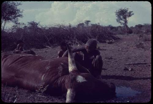 Man butchering dead cattle, with two people sitting next to him, kraal fence in the background