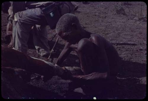 Man butchering dead cattle, with a man sitting next to him, close-up