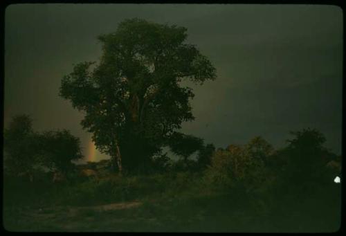 Baobab tree in leaf, with a rainbow behind it