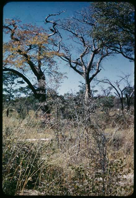 Food Gathering, "Manghettis": Mangetti trees (copy of slide 7C-74)