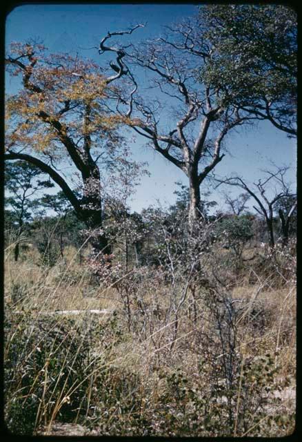 Food Gathering, "Manghettis": Mangetti trees (copy of slide 7C-74)