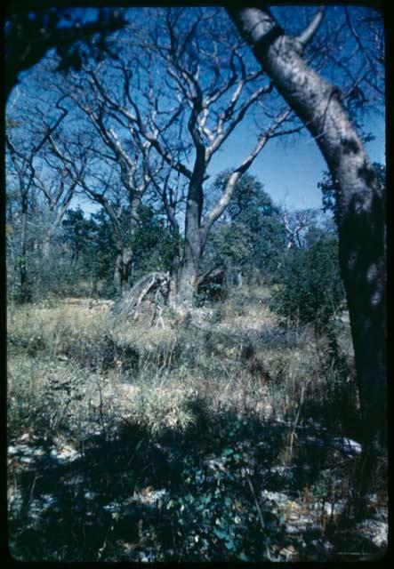 Food Gathering, "Manghettis": Abandoned skerms under a mangetti tree (copy of slide 7C-79)