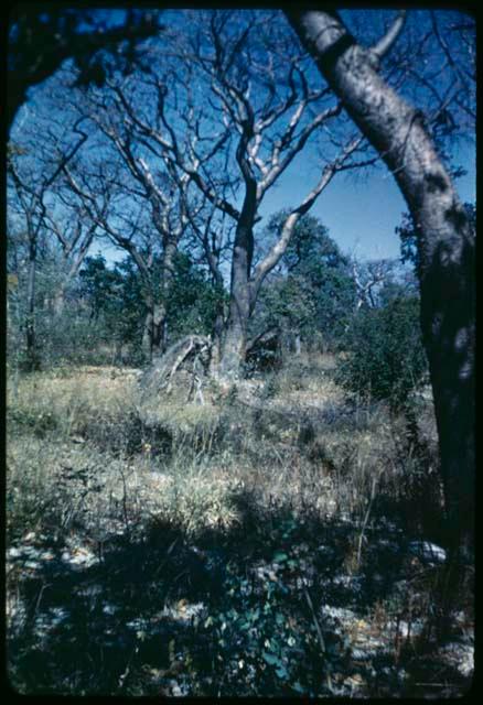 Food Gathering, "Manghettis": Abandoned skerms under a mangetti tree (copy of slide 7C-79)