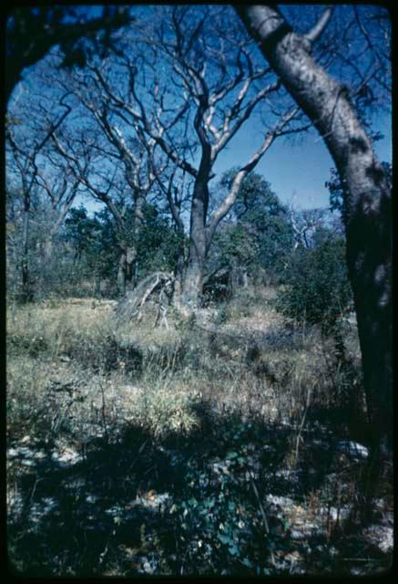 Food Gathering, "Manghettis": Abandoned skerms under a mangetti tree (copy of slide 7C-79)