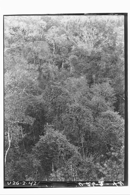 Bush; Looking Down from Temple