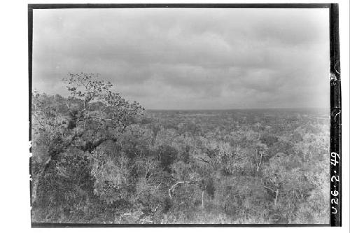 View of bush from temple