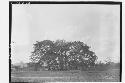 Clump of Trees on the "Patrito" Pasture