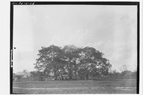 Clump of Trees on the "Patrito" Pasture