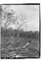 Milpa and Clearing; View of Milpa