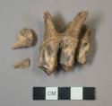 Faunal remain, tooth of moose? and fragments