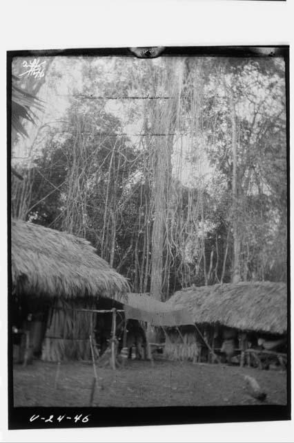 Corner of camp and large tree with vines