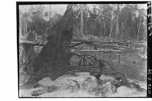 Stump of Mahogony Tree; Burned