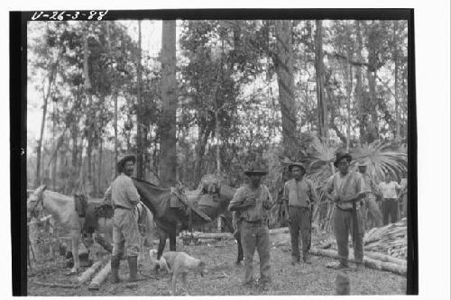 Men standing with mules/horses