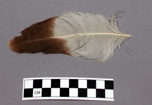 Eagle feather