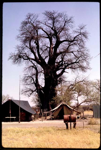 Claude McIntyre's tents in front of baobab tree