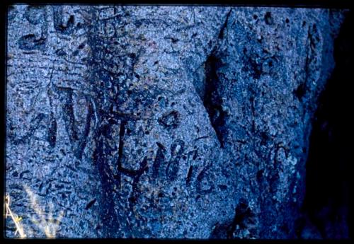 Scenery, Baobab: "N. L. 1876" carved into the trunk of a baobab tree south of the expedition camp at Gautscha, close-up