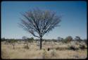 Poison: Men digging for poison grubs under a marulu tree, distant view