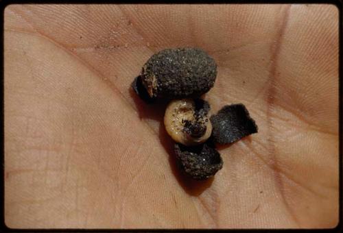 Poison: Poison pupa on the palm of a person's hand, close-up