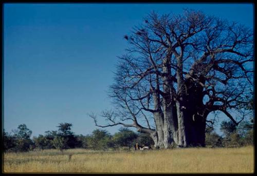 Scenery, Baobab: Big baobab tree with bare branches, south of the expedition camp at Gautscha, with an expedition Jeep parked underneath it