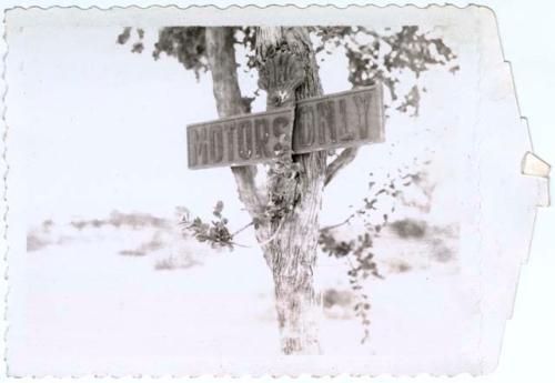 Sign in a tree, "Motors Only"