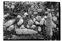 Conical stones from Tumba del Chac Mool, or Platform of the Cones