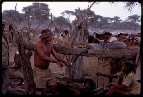 Man watering cattle at Urobitsi's well; two men are turning a crank