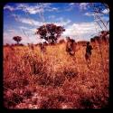 Group of people with digging sticks, walking through grass to gather food