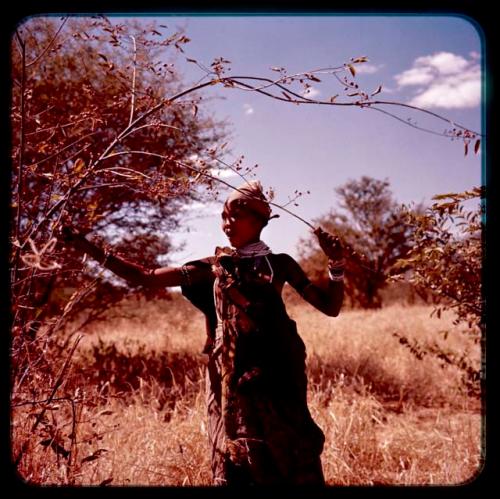 N!ai picking something from bush while gathering food