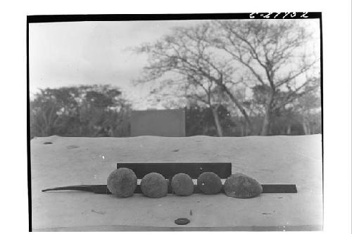 Marine shells - Northeast Colonnade.