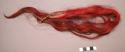 Cheyenne hair ornament of a horsetail dyed red. Brass and glass beads on thong