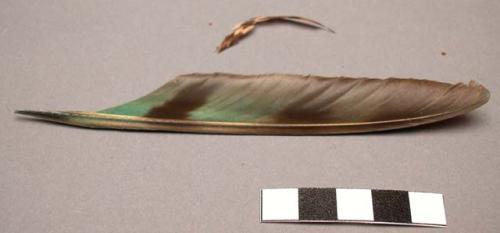 Feather fragments