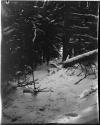 Trail to spring through trees